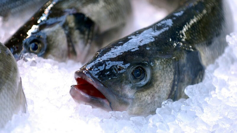 Tipps zum Einfrieren von Fisch