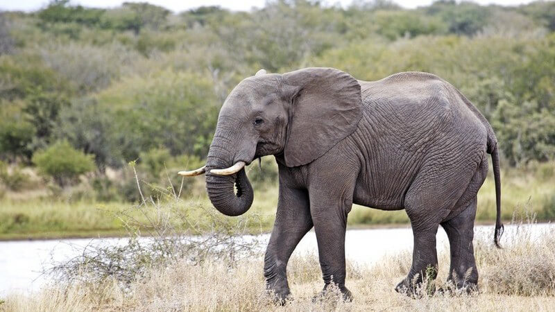 Die Tierwelt Balis erleben