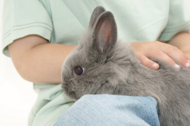 Streichelzoo - Merkmale, Tipps für den Besuch und lohnenswerte Ausflugsziele