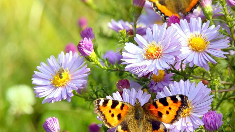 Schmetterlingen, Igeln, Vögeln und Bienen im Garten ein Zuhause bieten