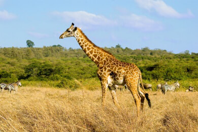 Safariparks - Merkmale, Angebote und lohnenswerte Ziele