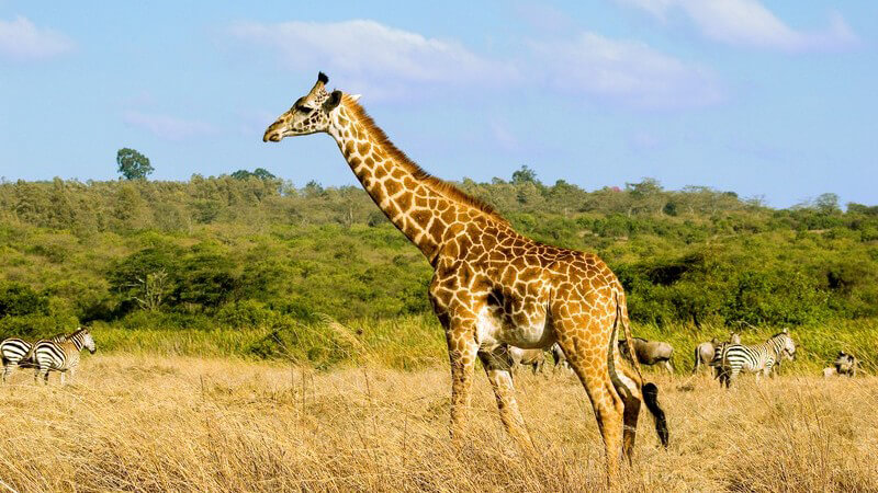 Wissenswertes über Safariparks