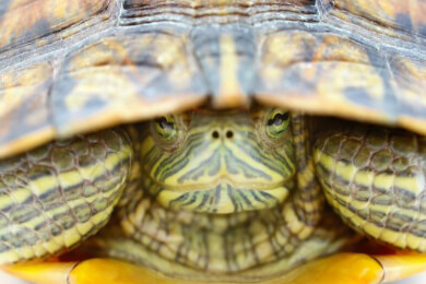 Reptilienparks - Merkmale, Tiere und lohnenswerte Ziele