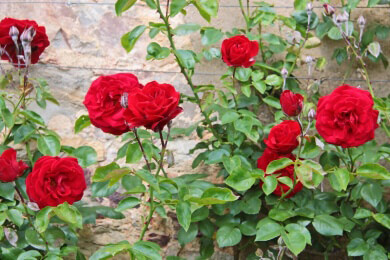 Rosengärten - Merkmale und lohnenswerte Rosarien in Deutschland