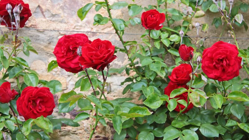 Ein Rosarium bietet Besuchern die Möglichkeit, die Vielfalt an Rosenarten und -sorten in einem speziell dafür angelegten Rosengarten zu besichtigen