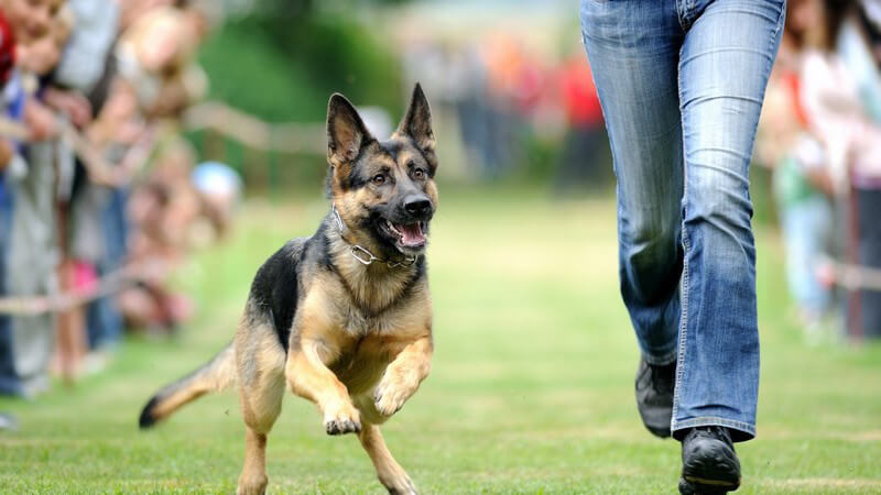 Fitness, wie z.B. Jogging mit dem Hund - Sportmöglichkeiten mit dem Vierbeiner