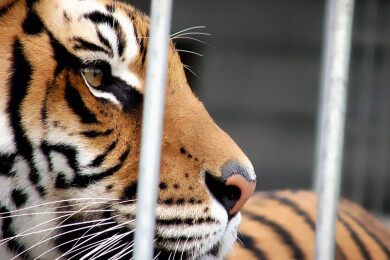 Zoos - Merkmale, Arten und lohnende Ausflugsziele