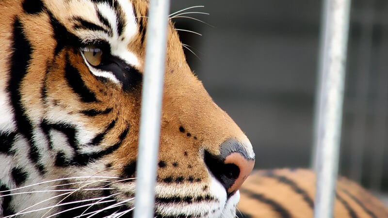 Der Ausflug in einen Zoo