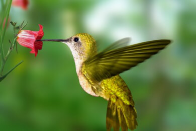 Vogelparks - Merkmale und lohnenswerte Ziele