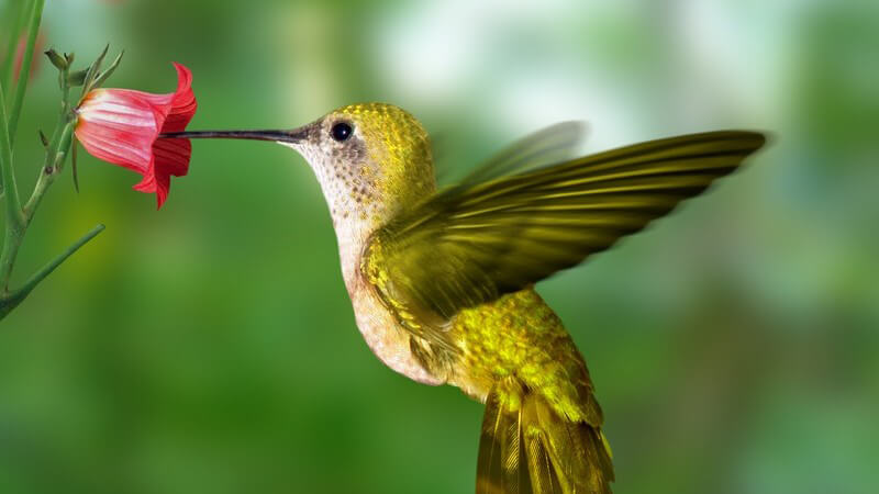 Ein Besuch im Vogelpark