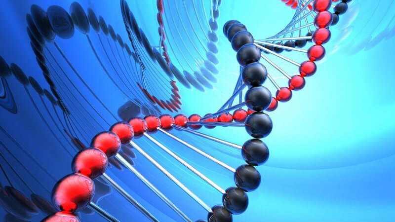 Bei dieser Form ist ein Chromosom 21 etwas länger, als das andere - die Erbinformation liegt hier drei Mal vor