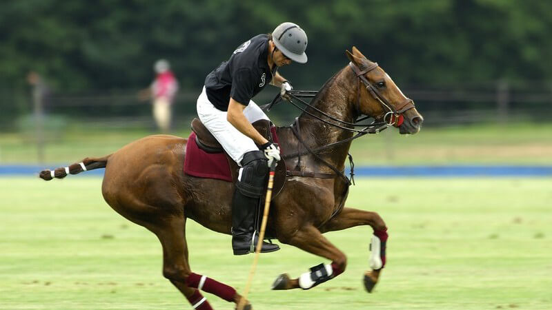 Polo, der beliebte Sport der Reichen und Schönen