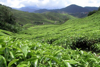 Malaysia - Lage, Sehenswürdigkeiten und Spezialitäten