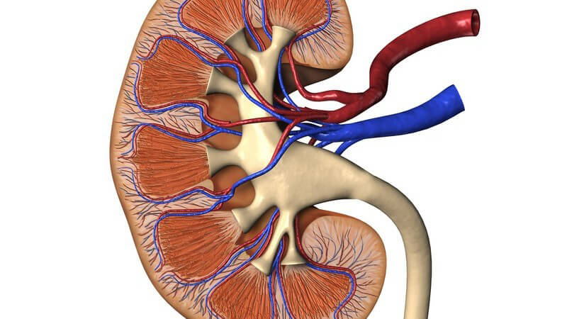 Von einer Nierenarterienstenose sind in den meisten Fällen Raucher und ältere Menschen betroffen