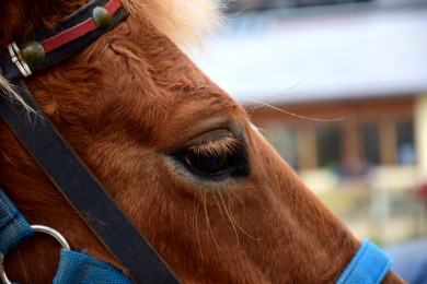 Reiten ist das Hobby des schwarzhaarigen Flittchens Reiten ist das Hobby des schwarzhaarigen Flittchens