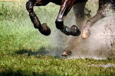 Galopprennen - Merkmale, Ablauf und Anforderungen an das Rennpferd