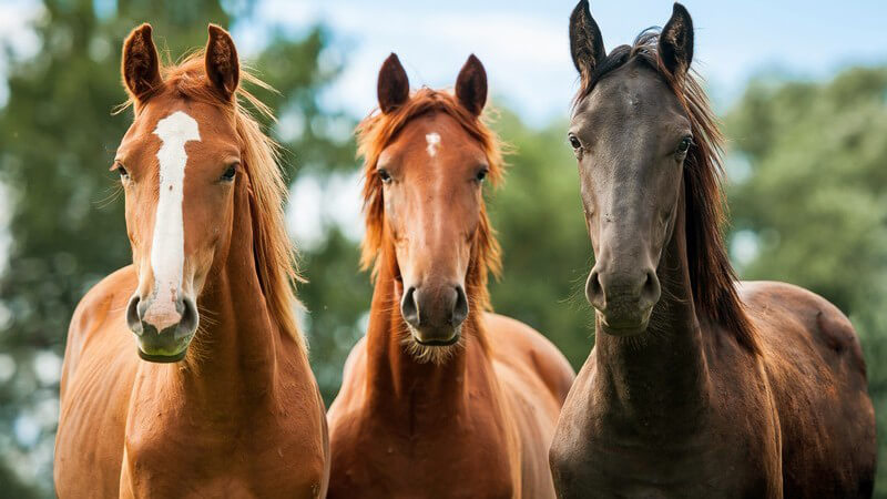 Arten und Leistungen einer Pferdepension