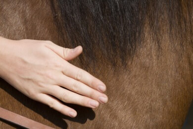 Pferderennen - Merkmale, Wettarten und Infos zur Ausschreibung und Preisgelddotierung