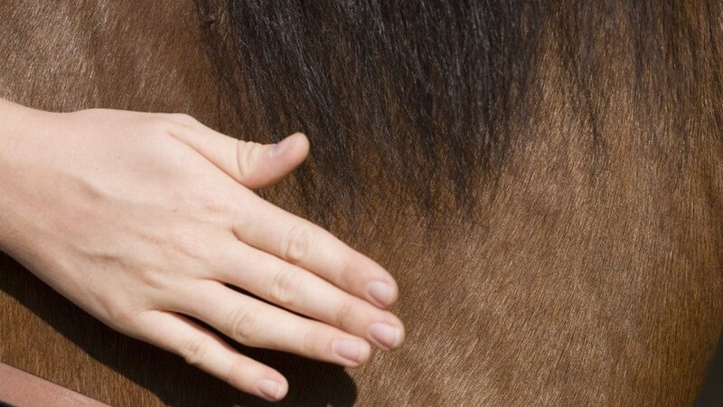 Die verschiedenen Arten von Pferderennen und berühmte Rennen - von Ascot bis Kentucky Derby