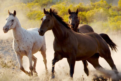 Pferdezucht - Merkmale verschiedener Zuchtverfahren und Wissenswertes zu Zuchtpferden