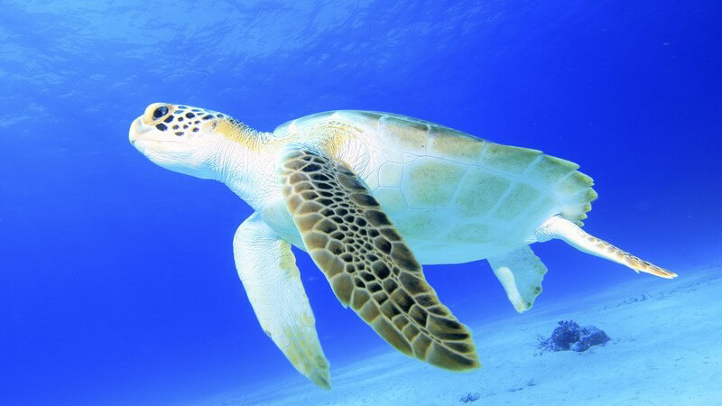 Besondere Schönheit unter Wasser fixieren - Wie man Pflanzen, Tiere oder Menschen unter Wasser fotografieren kann und welche Anforderungen an das Equipment gestellt werden