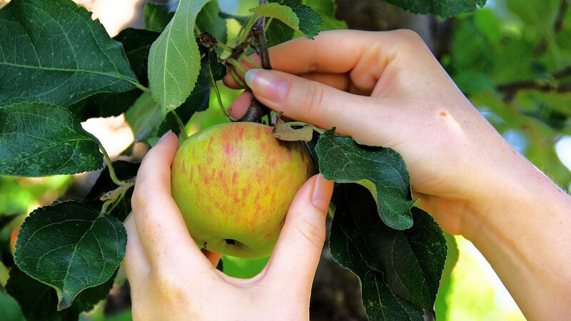 Den Apfelbaum kann man das ganze Jahr über pflanzen; man erhält ihn z.B. in Baumschulen oder Gartenbaumärkten