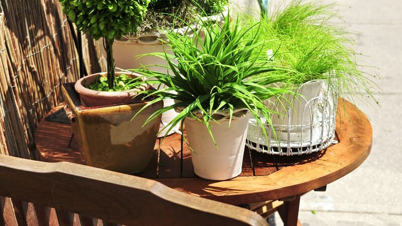 Bei den geeigneten Topfpflanzen muss man zwischen Blumen für den Innenbereich sowie denen für den Balkon und den Garten unterscheiden