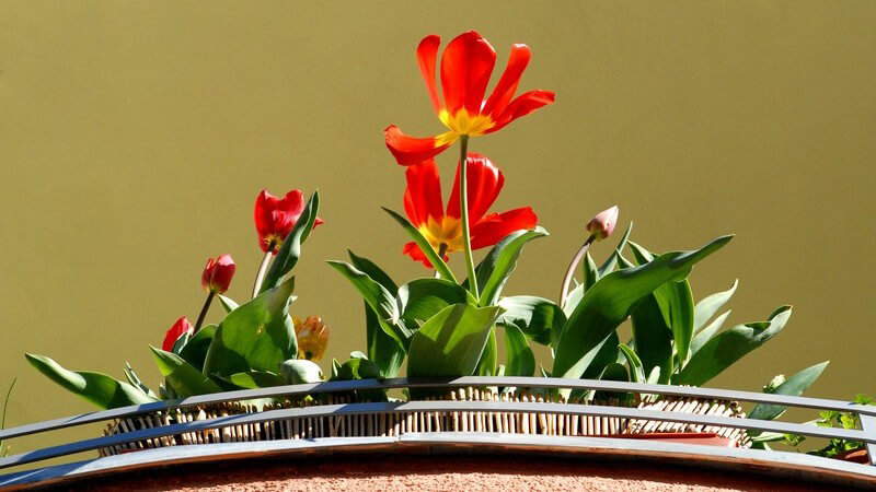 Ein Blumenkasten verschönert jeden Balkon sowie jedes Fenster - neben der Optik spielt jedoch auch die sichere Anbringung eine wichtige Rolle