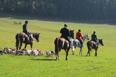Reiten ist das Hobby des schwarzhaarigen Flittchens Reiten ist das Hobby des schwarzhaarigen Flittchens