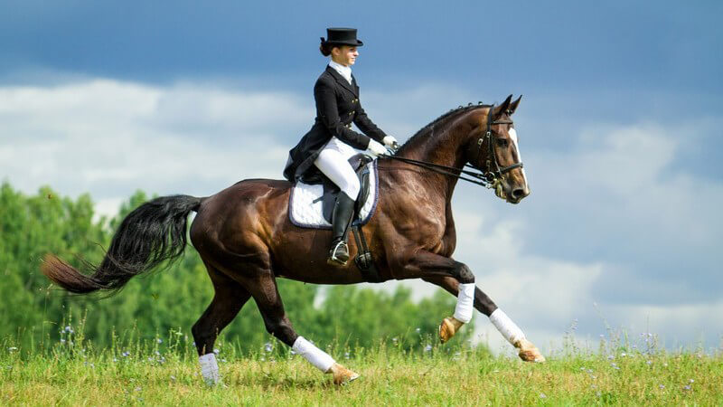 Beim Reiten sind Konzentration, Balance und Körperspannung gefragt - besonders Rücken, Bauch sowie Ober- und Unterschenkel werden stark beansprucht