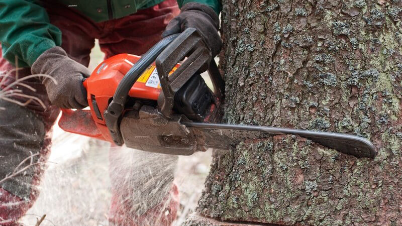 Ob im Wald für Kaminholz oder im eigenen Garten - Beim Bäumefällen sollte man sowohl beim Umgang mit der Motorsäge, als auch mit der Axt, einige Punkte beachten