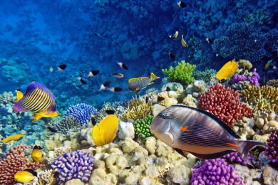 Tipps zum Kauf und Einrichten eines Aquariums - Bodengrund, Zubehör, Dekoelemente und Co.