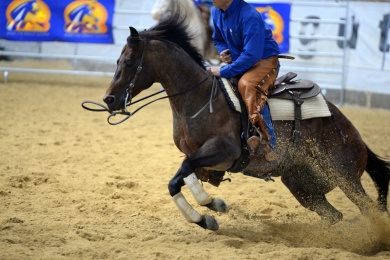 Reiten ist das Hobby des schwarzhaarigen Flittchens Reiten ist das Hobby des schwarzhaarigen Flittchens