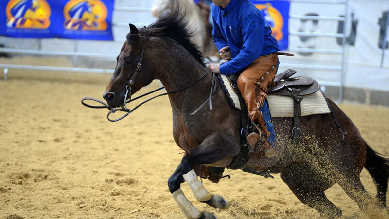 Westernreiten: Welche Pferde sich für das Westernreiten eignen und welche Ausrüstung man benötigt