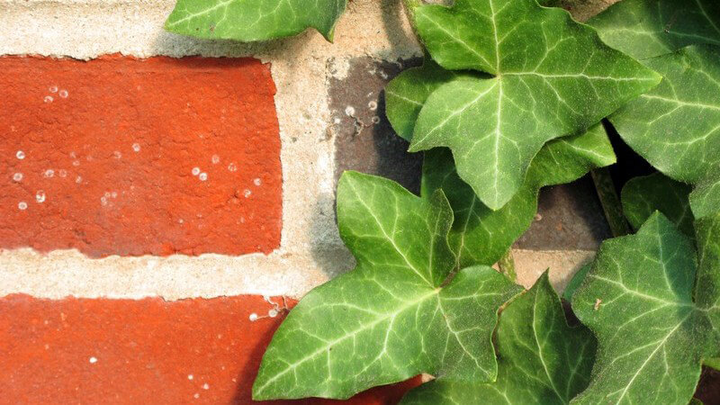 Kletterpflanzen verschönern so manchen Garten, Balkon oder eine Terrasse; meist werden sie an einem Spalier hochgezogen - Dabei gibt es verschiedene Arten von Kletterpflanzen