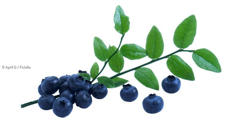 ᐅ Anbau und Pflege von Heidelbeeren
