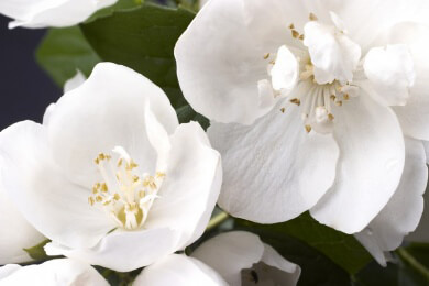 Gartenpflanzen - Beliebte Arten sowie Tipps zur Pflege und Überwinterung