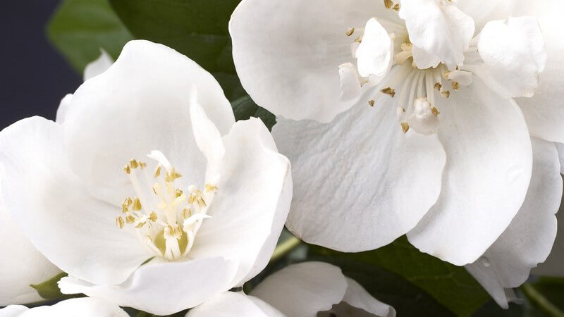 Gartenpflanzen gibt es in Hülle und Fülle - für welche Arten man sich entscheidet, hängt z.B. von Standort und Gestaltung ab - viele Pflanzen benötigen einen Winterschutz