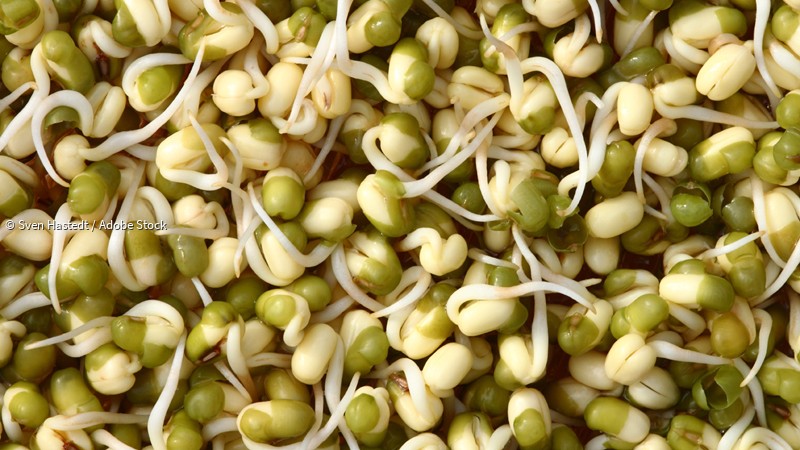 ᐅ Mungbohnen selber ziehen und jederzeit leckere Keimlinge snacken