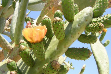 Peru - Lage, Sehenswürdigkeiten und Spezialitäten