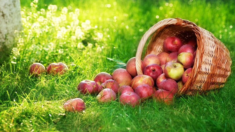 Am besten eignen sich Äpfel aus eigenem Anbau - anderenfalls sollte man unbedingt auf Bioäpfel bzw. -saft zurückgreifen - bis der Essig fertig ist, dauert es mehrere Wochen