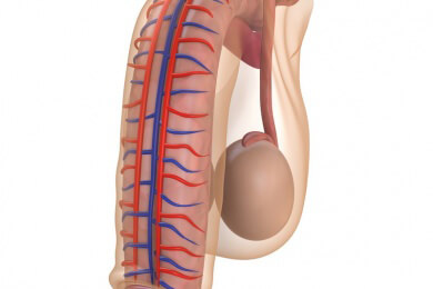 Der anatomische Ablauf einer Erektion