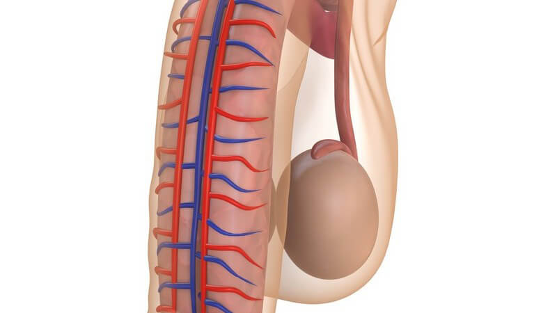 Was anatomisch bei einer Erektion passiert