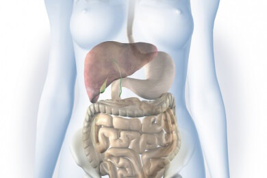 Was Präbiotik eigentlich bedeutet - Merkmale, Wirkung und Anwendungsweise von Präbiotika