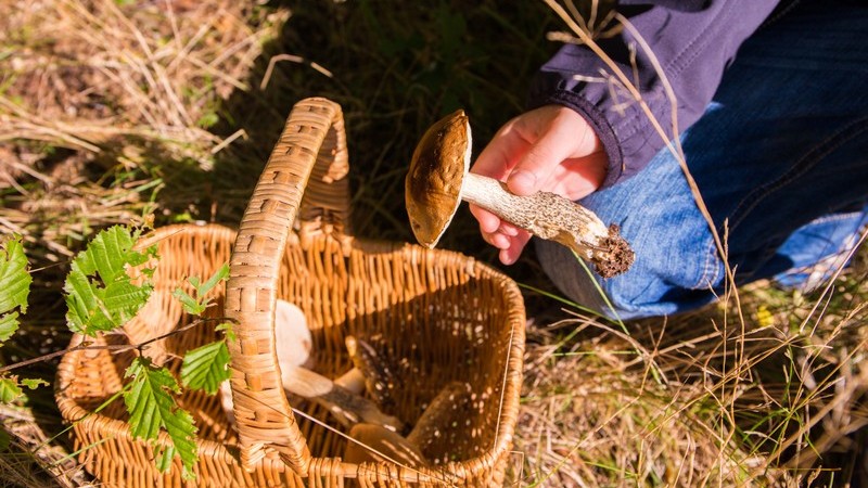 Wissenswertes über Pilze