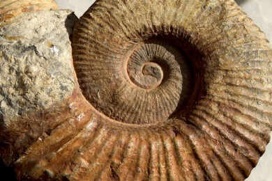 Paläontologie - Geschichte, Teilgebiete und Methoden