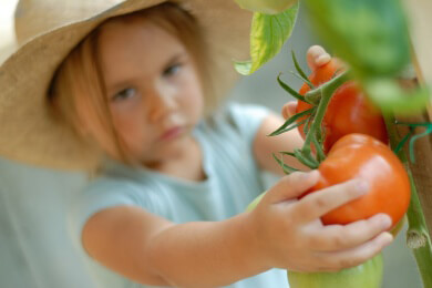 Tomaten selbst anbauen - so kann man seine eigenen Tomaten auf dem Balkon anpflanzen