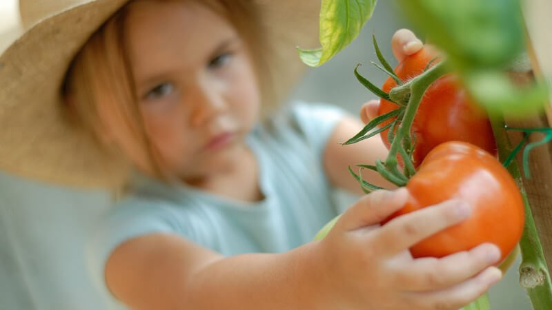 Für das Anbauen von Tomaten ist ein sonniger Standort sehr wichtig - entweder man sät die Samen selbst oder man kauft kleine Tomatenpflänzchen