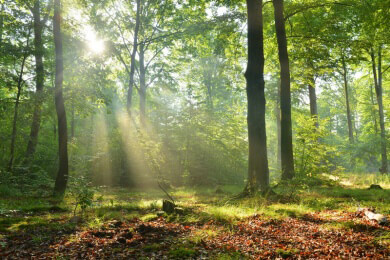 Polen - Lage, Sehenswürdigkeiten und Spezialitäten