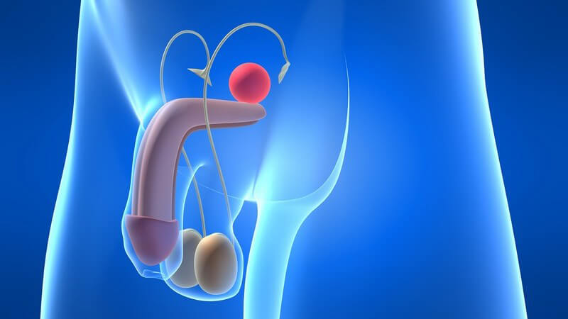 Wissenswerte Grundinformationen zum Sperma